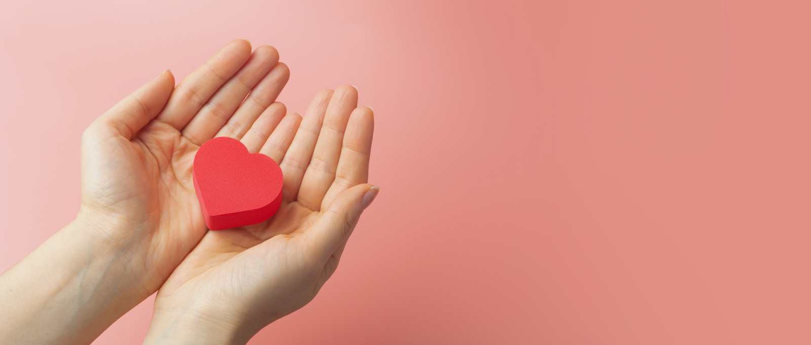Heart in the hands of a female on a colored banner background. Donation, charity, health treatment, help concept. Background for Valentine's Day (February 14) and love.